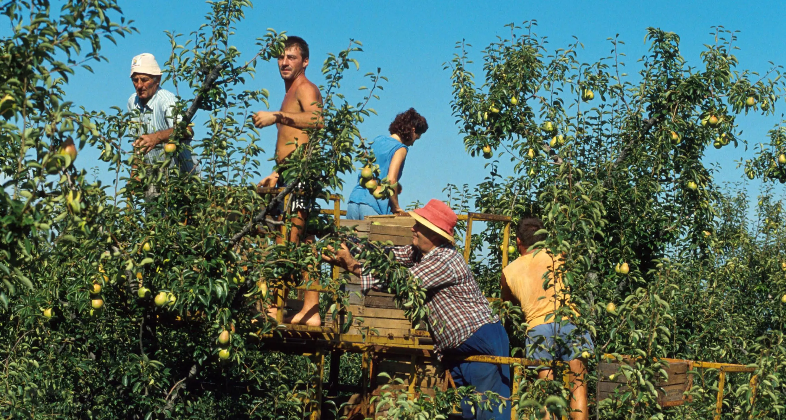 Caldo tropicale? Ecco il vademecum per l’agricoltura