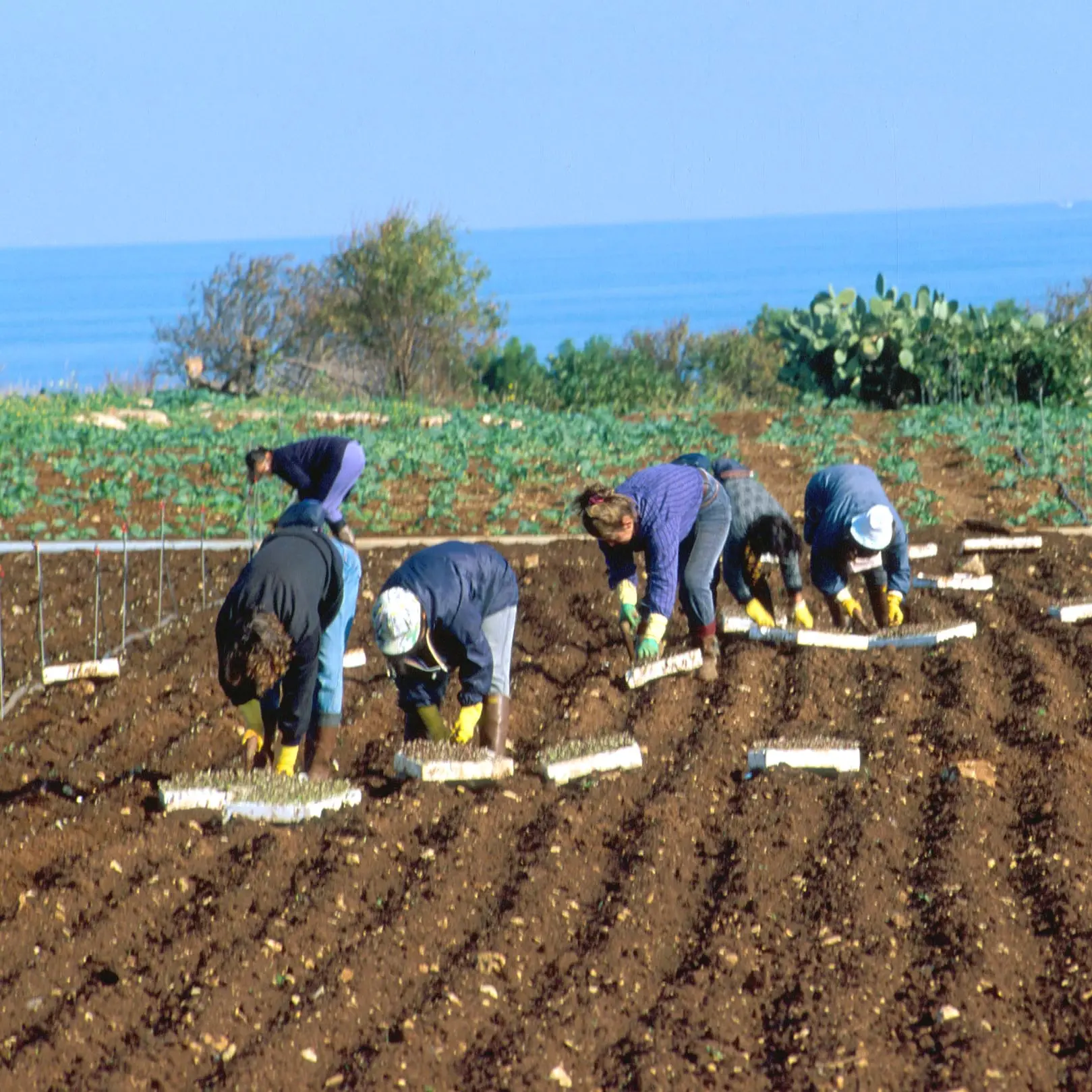 Flai Cgil Calabria: “Servono controlli sull'applicazione delle misure sul caldo”