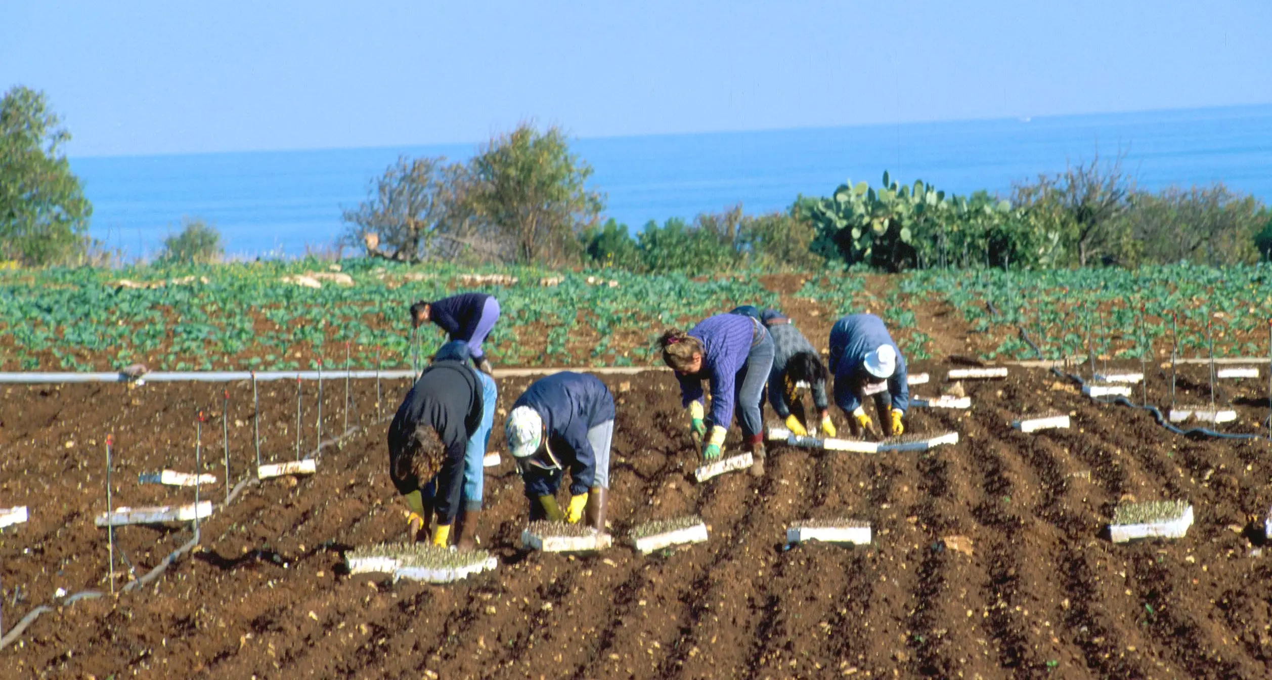 Flai Cgil Calabria: “Servono controlli sull'applicazione delle misure sul caldo”