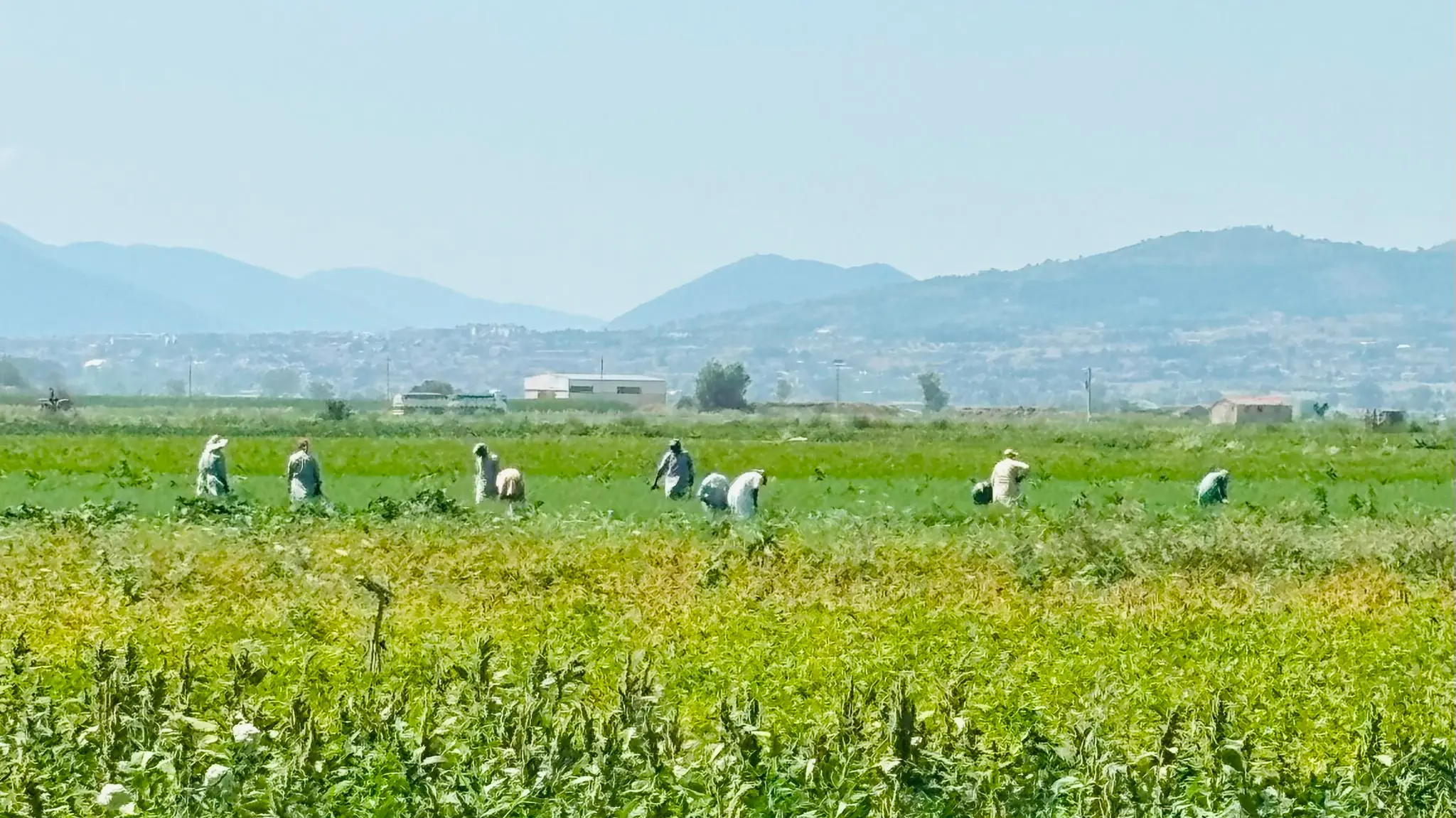 Nei campi a 39 gradi a coltivare ortaggi