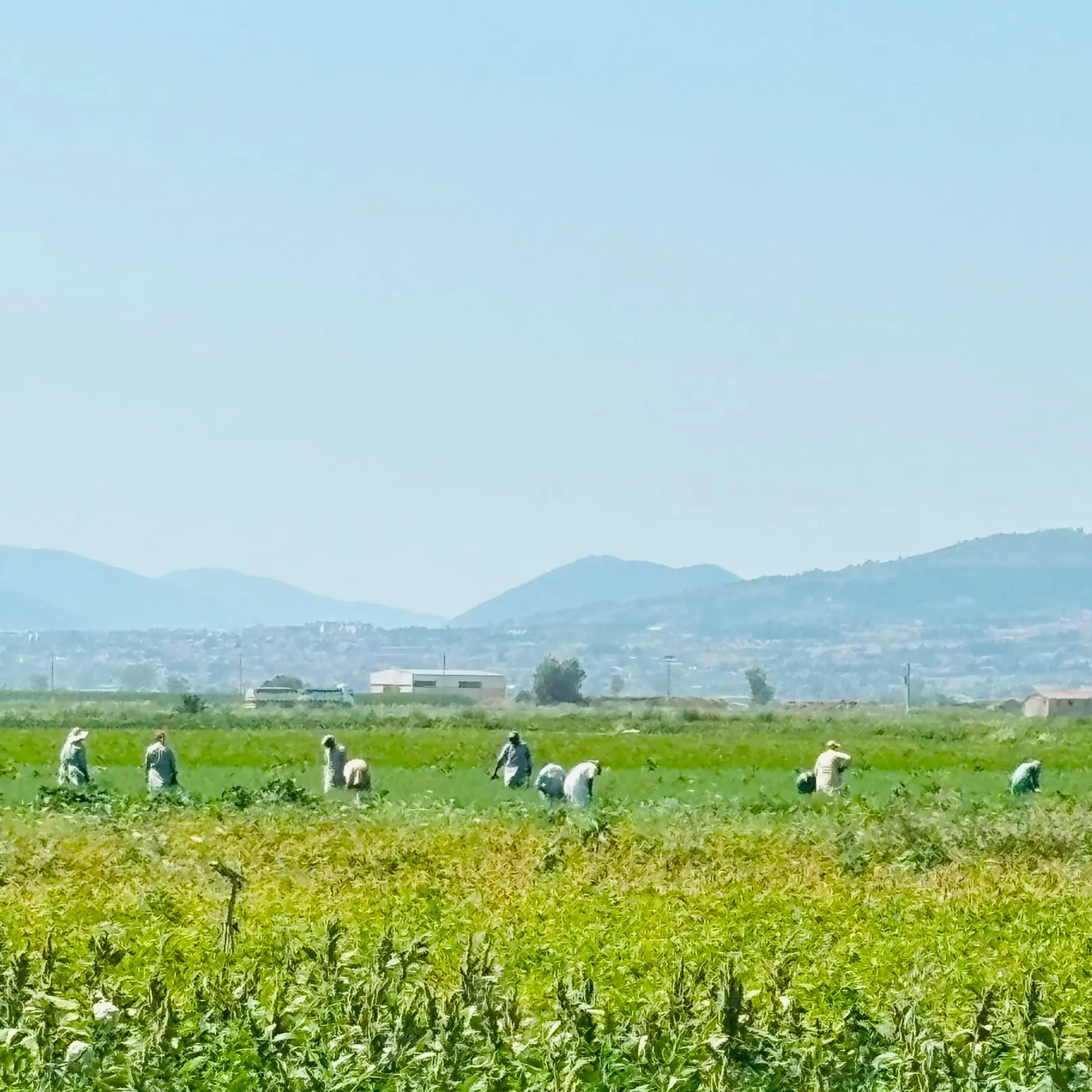 Nei campi a 39 gradi a coltivare ortaggi