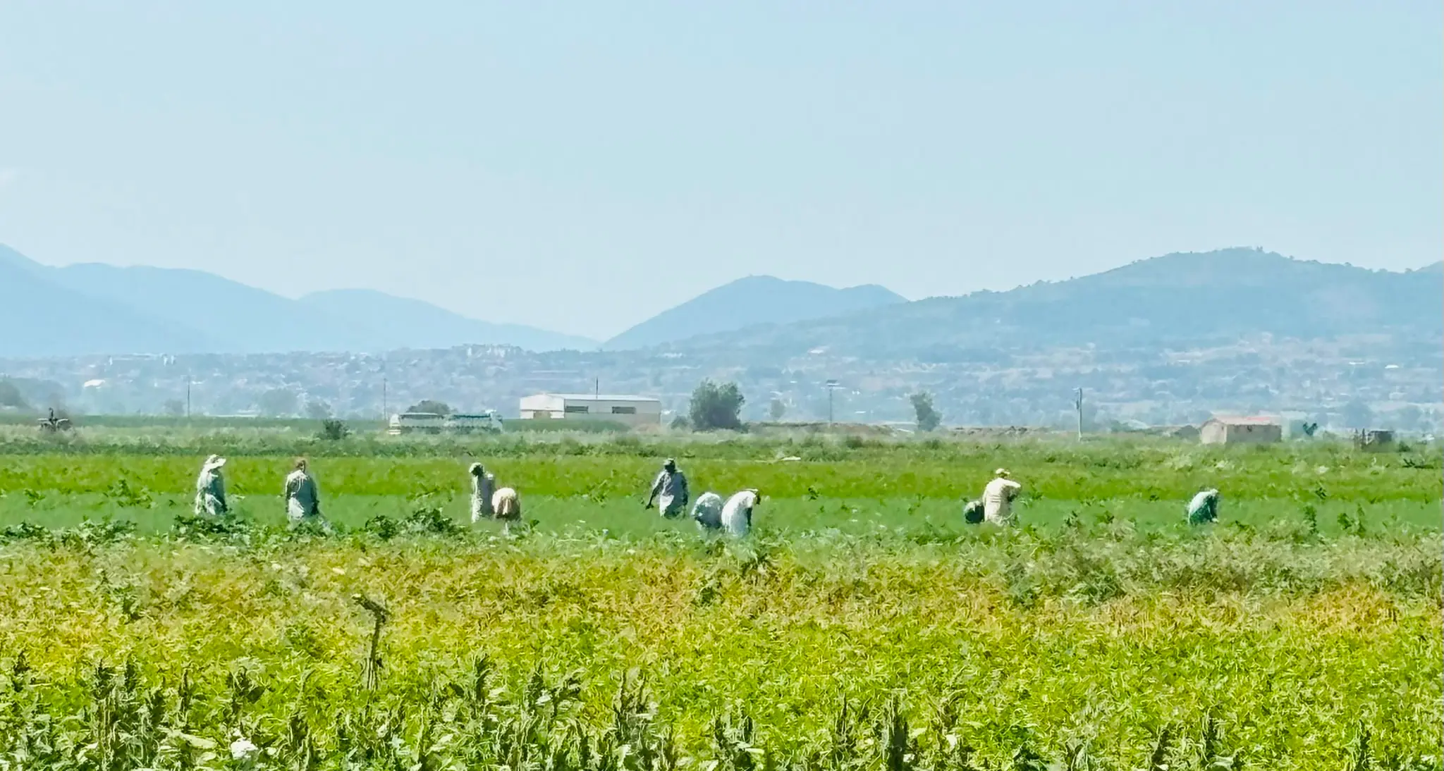 Nei campi a 39 gradi a coltivare ortaggi