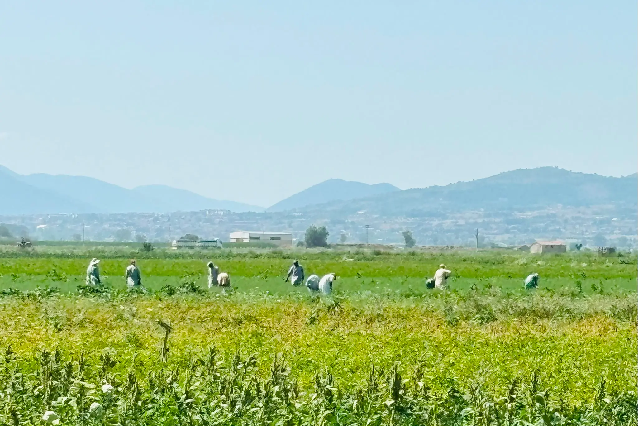 Nei campi a 39 gradi a coltivare ortaggi
