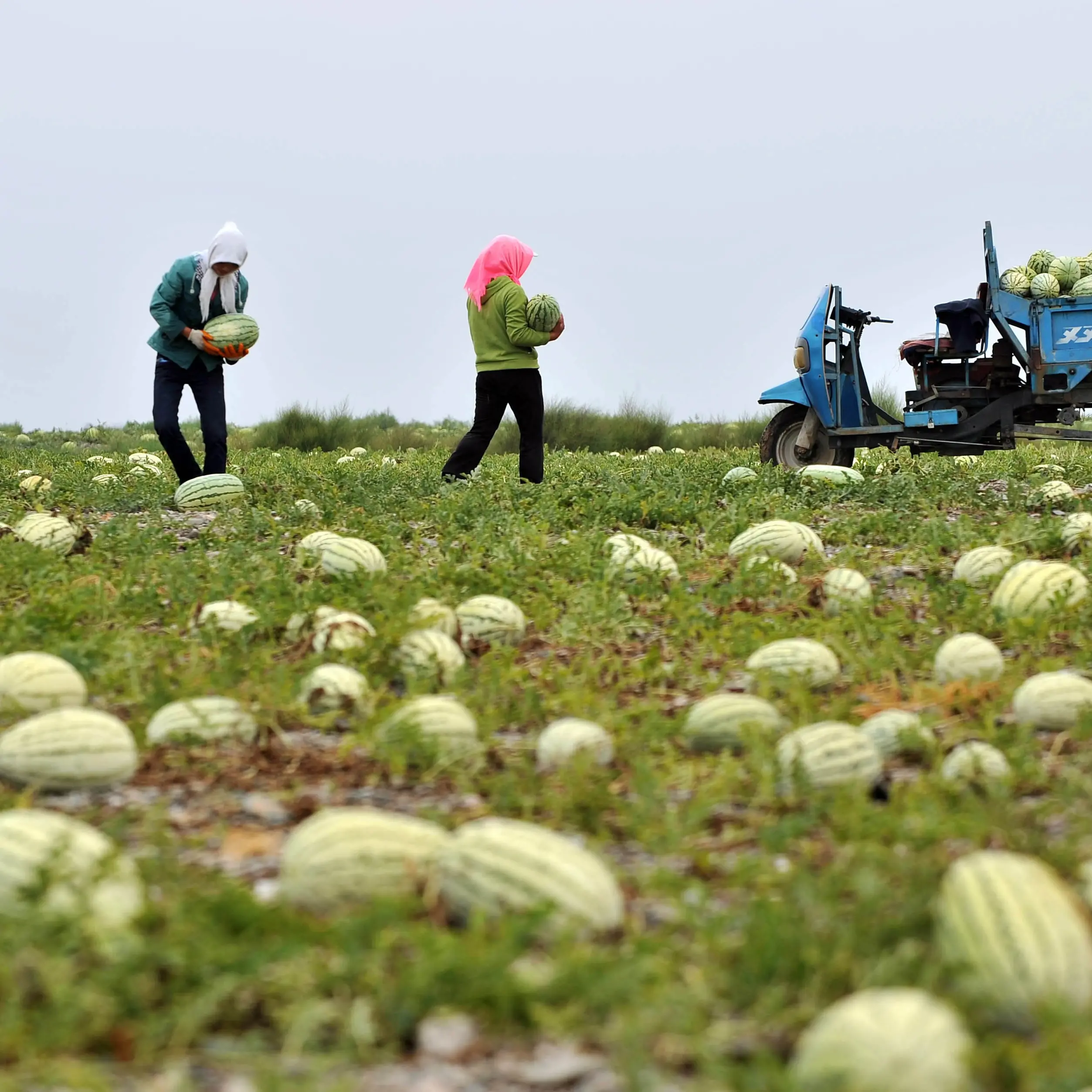 Agro Aversano, braccianti indiani sfruttati: 14 ore al giorno a tre euro l’ora