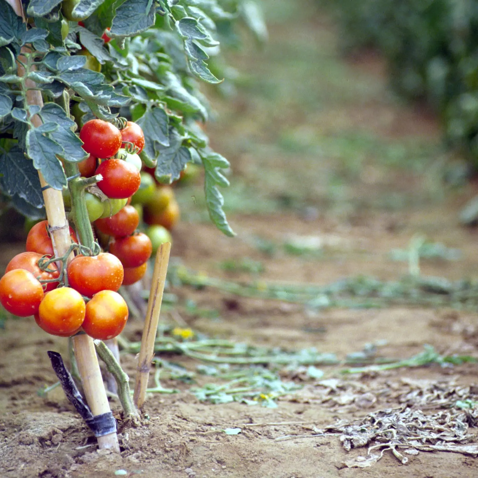 Si accascia e muore in una serra di pomodori a Noto