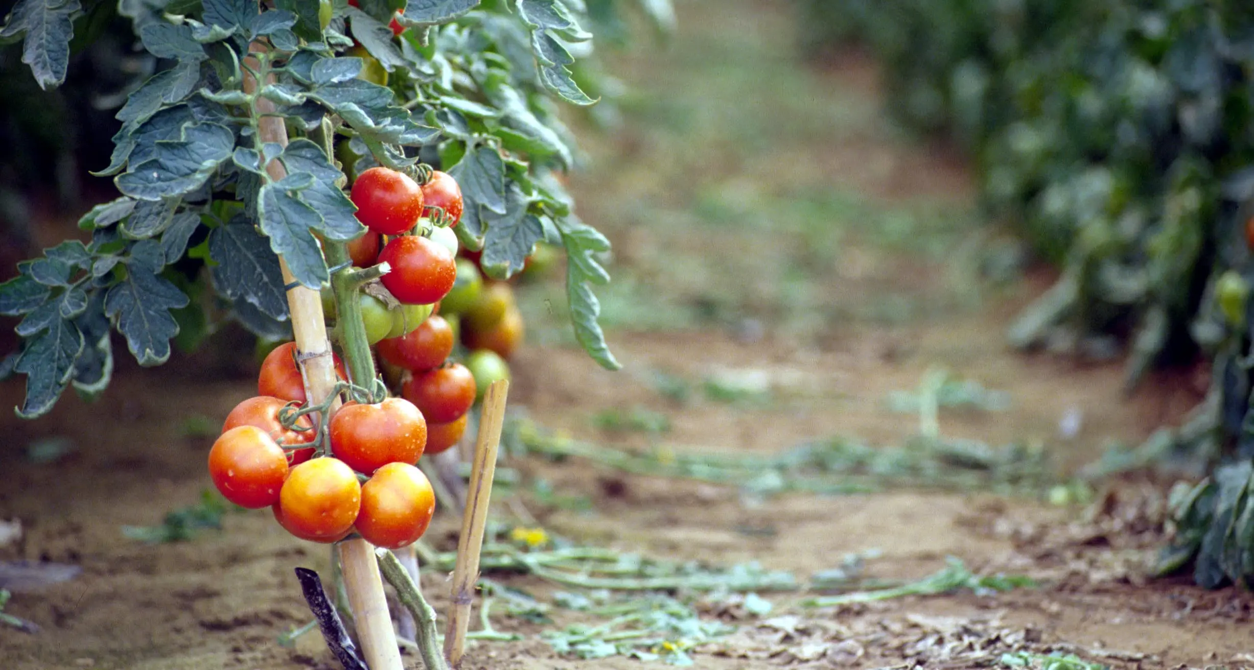 Si accascia e muore in una serra di pomodori a Noto