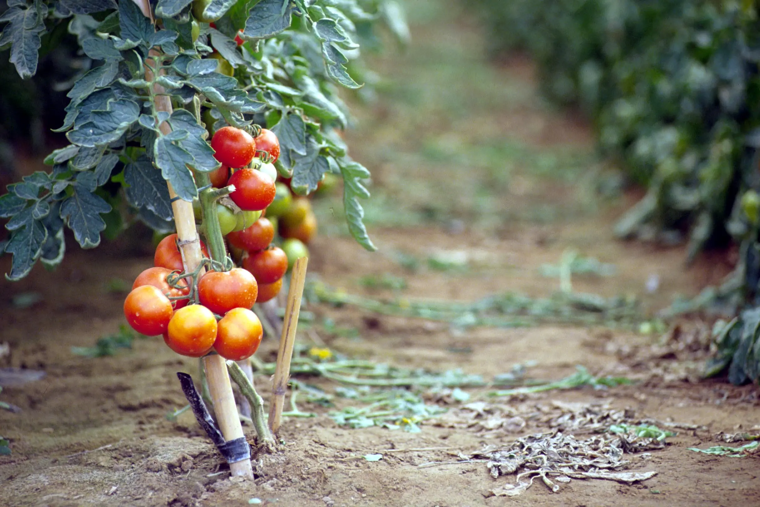 Si accascia e muore in una serra di pomodori a Noto