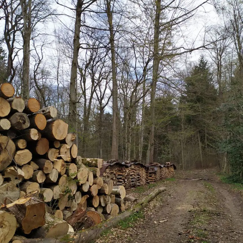 23enne muore mentre taglia alberi in un bosco nel Bergamasco