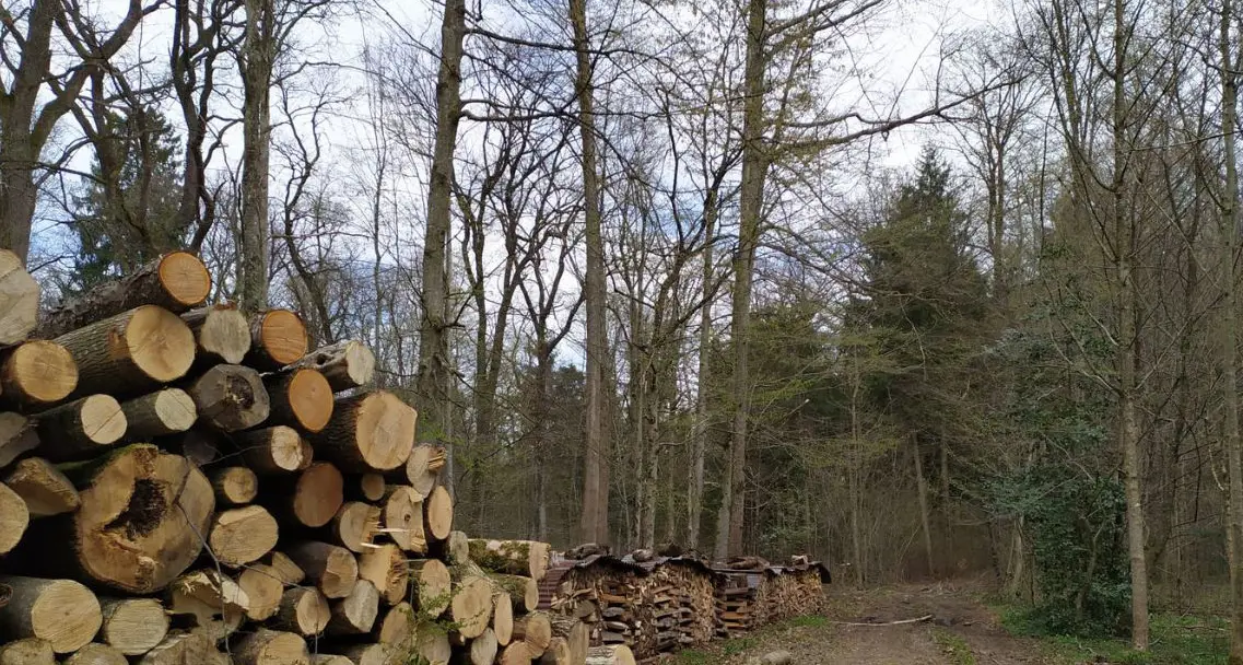 23enne muore mentre taglia alberi in un bosco nel Bergamasco