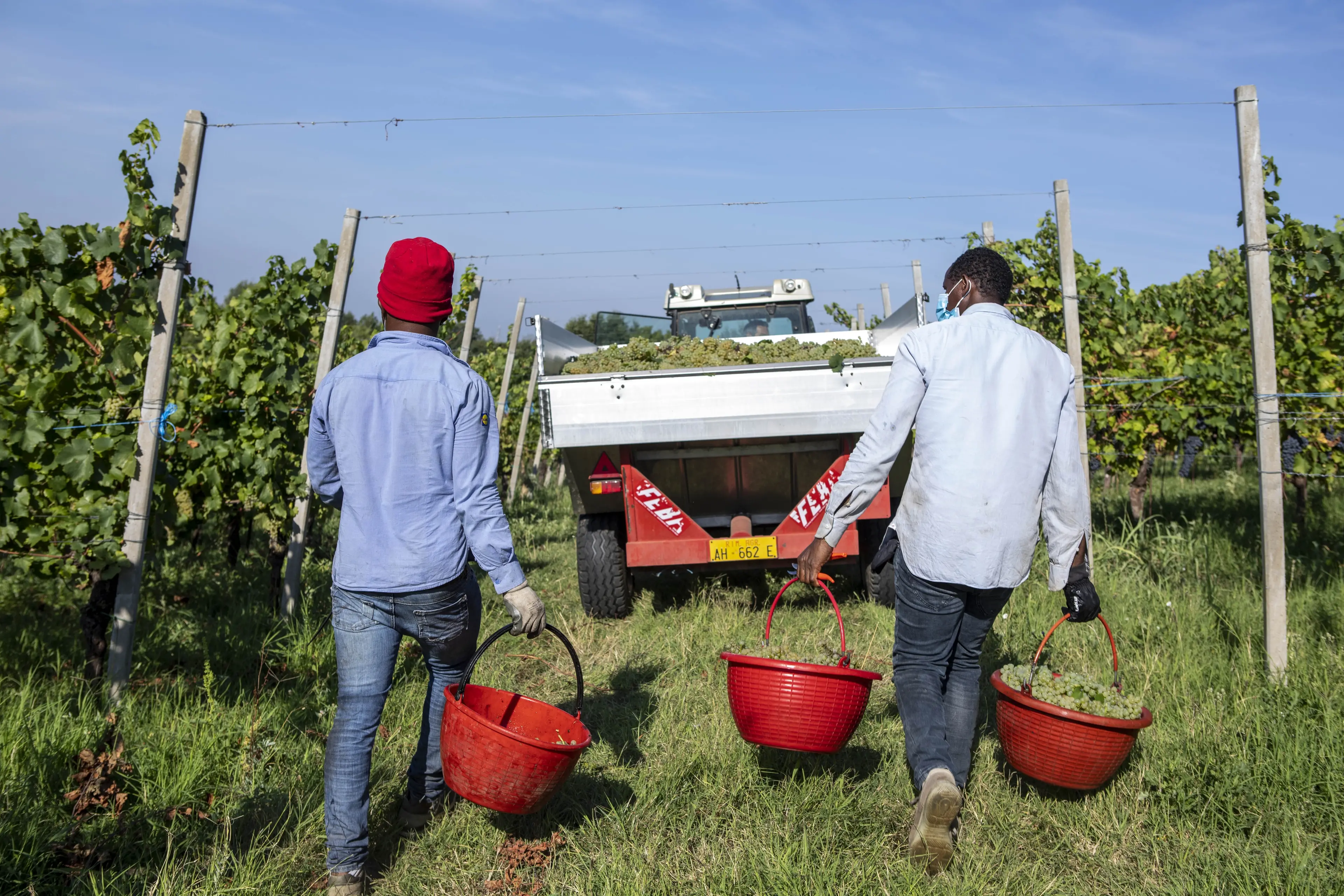 Lodigiano: si ribalta mezzo agricolo, un morto