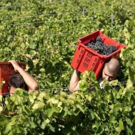 Malore nei campi, muore lavoratore agricolo nel Ragusano