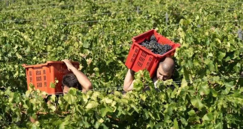 Malore nei campi, muore lavoratore agricolo nel Ragusano