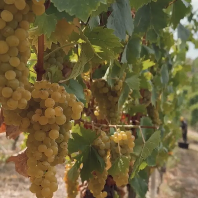 Piemonte: vendemmia, buone pratiche e accoglienza