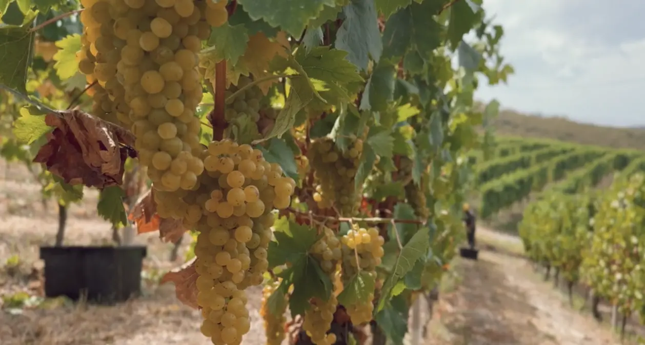 Piemonte: vendemmia, buone pratiche e accoglienza