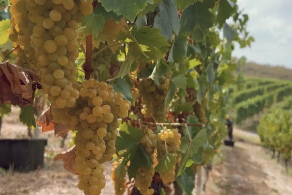 Piemonte: vendemmia, buone pratiche e accoglienza