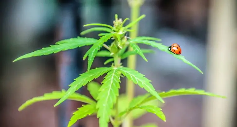 Sulla cannabis è ora di dire basta al peggior proibizionismo