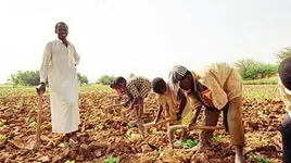 Gli enormi profitti del lavoro forzato (foto da www.ungift.org)