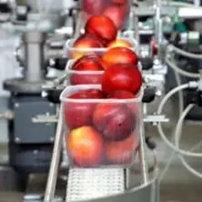 Frutta estiva, l'allarme: «Migliaia di posti di lavoro a rischio»