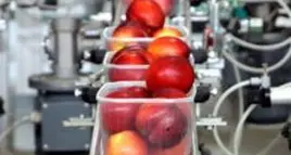 Frutta estiva, l'allarme: «Migliaia di posti di lavoro a rischio»