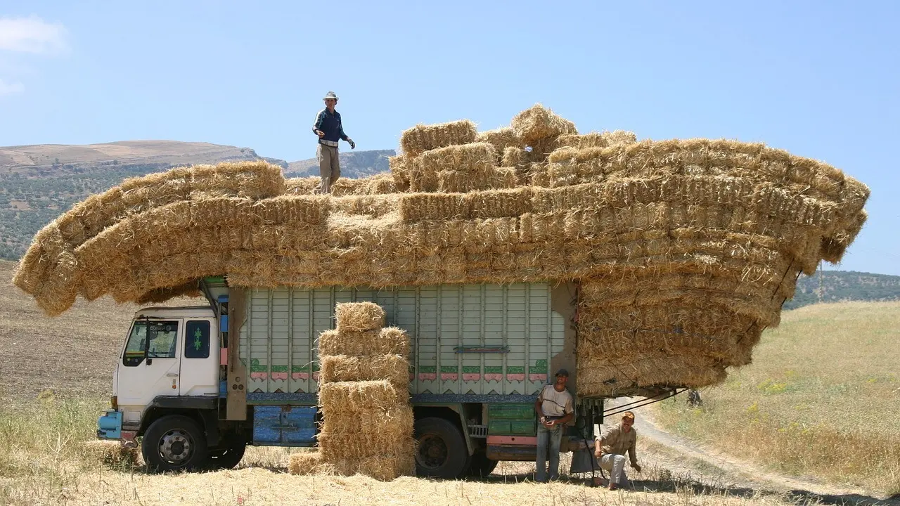 fotografia di Jethro Hardeman, da Pixabay