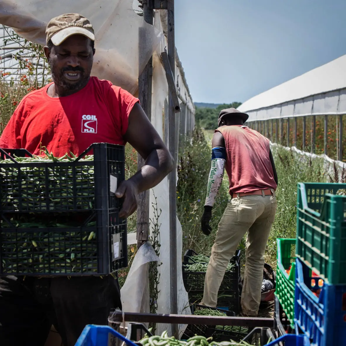 Voucher in agricoltura, no dei sindacati a semplificazione