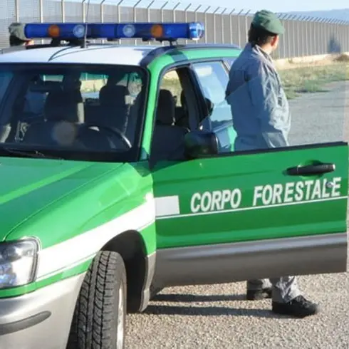 Silp: \"Bene Cedu su accorpamento forestali-carabinieri