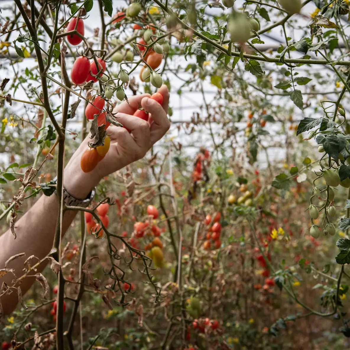 Agricoltura, sempre più precari